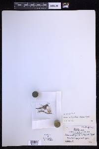 Oreogrammitis ligulata image