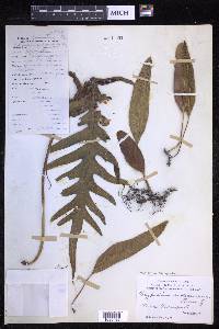 Microsorum scolopendria image