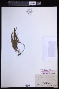 Oreogrammitis havilandii image