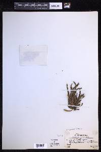 Oreogrammitis hirtella image