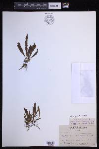 Oreogrammitis hirtella image