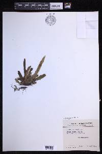 Oreogrammitis marivelesensis image