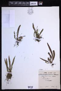 Oreogrammitis marivelesensis image