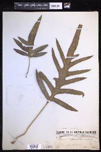 Microsorum scolopendria image