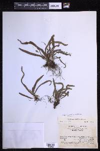 Oreogrammitis hirtella image