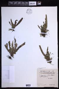 Oreogrammitis marivelesensis image