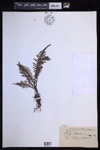 Oreogrammitis curtisii image