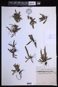 Oreogrammitis marivelesensis image