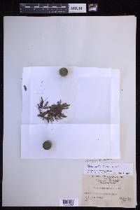 Oreogrammitis hirtella image