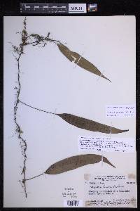 Microsorum papuanum image