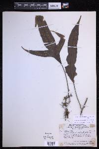 Microsorum papuanum image