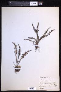 Oreogrammitis curtisii image