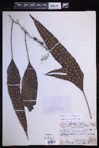 Microsorum papuanum image