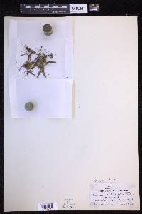 Oreogrammitis hirtella image