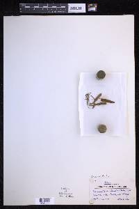 Oreogrammitis havilandii image