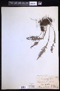Oreogrammitis curtisii image