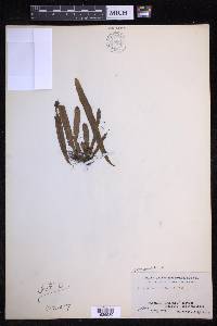 Oreogrammitis hirtella image