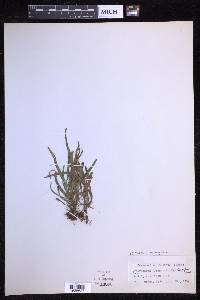 Oreogrammitis ligulata image