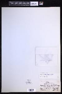 Oreogrammitis bongoensis image