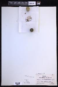 Oreogrammitis kinabaluensis image