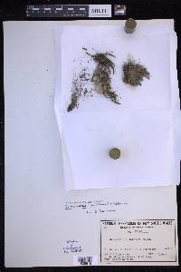 Notogrammitis billardierei image