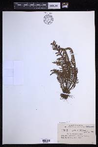 Oreogrammitis curtisii image
