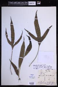 Microsorum scolopendria image