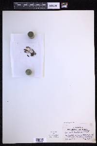 Oreogrammitis kinabaluensis image