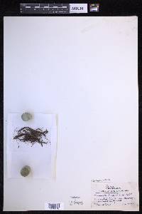 Oreogrammitis kinabaluensis image