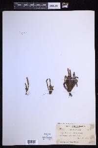 Oreogrammitis multifolia image