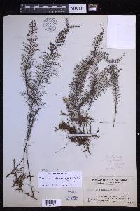 Oreogrammitis taxodioides image