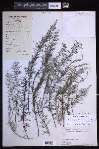 Oreogrammitis taxodioides image