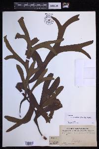 Platycerium coronarium image