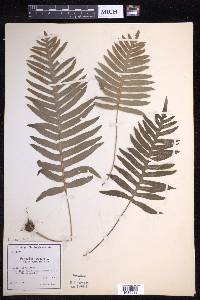 Polypodium cambricum image