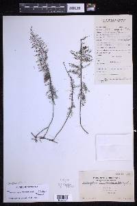 Oreogrammitis taxodioides image
