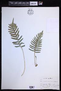 Polypodium interjectum image