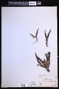 Oreogrammitis reinwardtii image