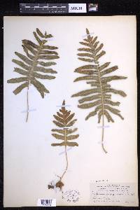 Polypodium cambricum image