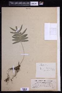 Polypodium cambricum image