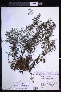 Oreogrammitis taxodioides image