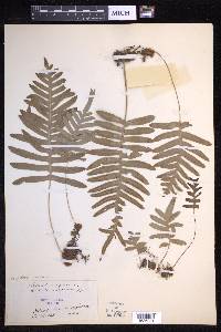 Polypodium cambricum image