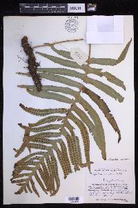 Polypodium cambricum image