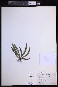 Oreogrammitis reinwardtii image