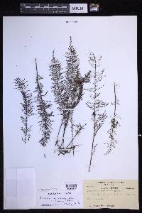 Oreogrammitis taxodioides image
