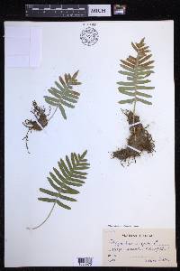 Polypodium cambricum image