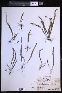 Oreogrammitis subspathulata image
