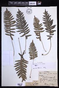 Polypodium interjectum image