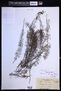 Oreogrammitis taxodioides image