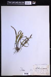 Oreogrammitis subspathulata image