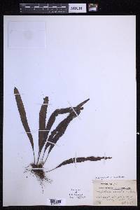 Oreogrammitis sumatrana image